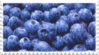 Blueberries stamp